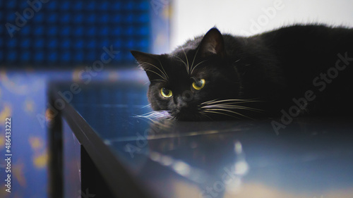 black cat thoughtfully napping on the table