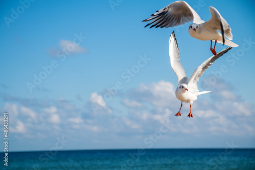 Seagulls on the beach  Baltic Sea  Poland 