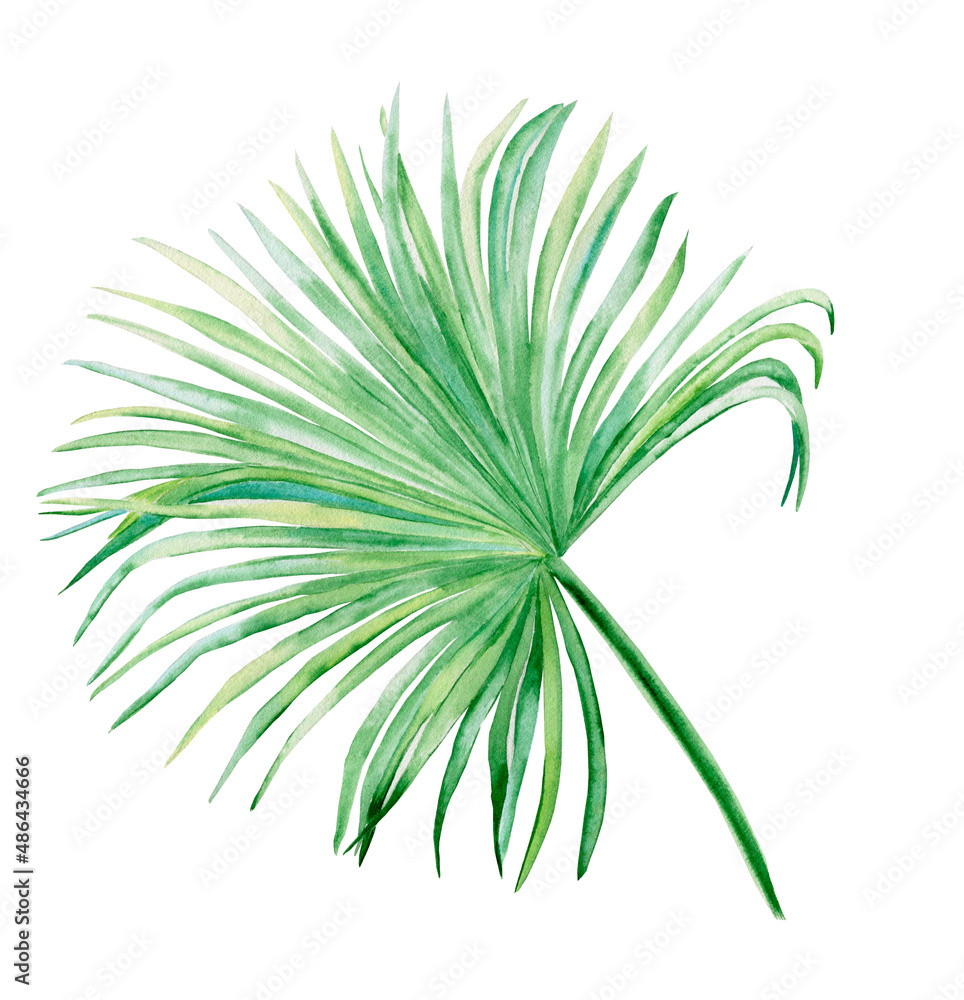 Fototapeta premium Watercolor washingtonia palm branch with leaf. Botanical illustration of tropical green foliage on isolated background. Jungle vegetation for cards and wedding design. 