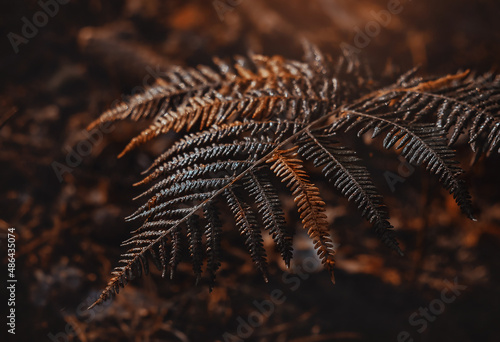 close up of fern © Olga