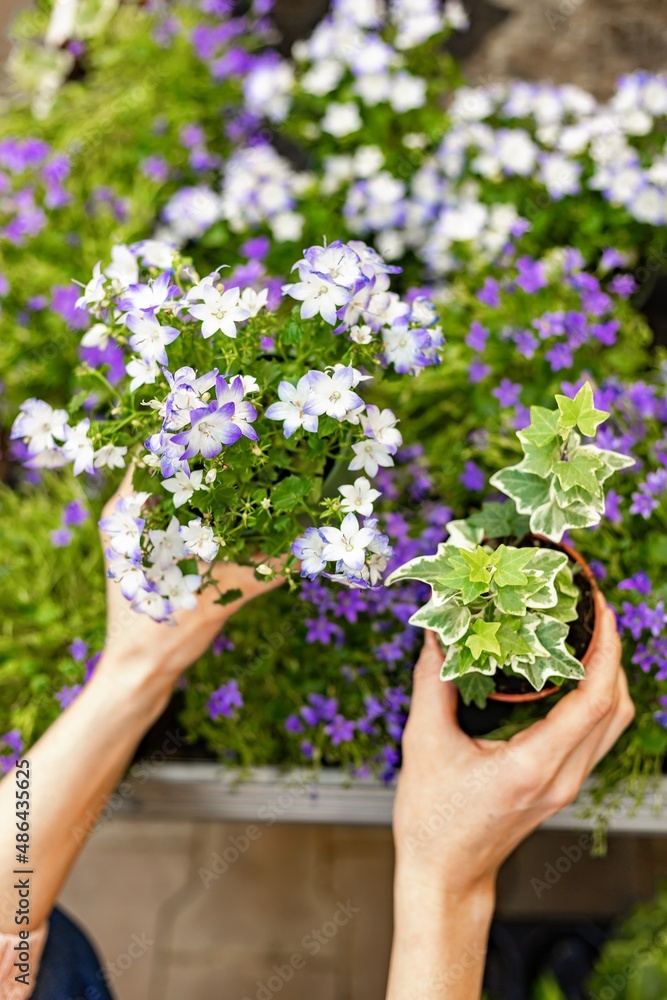 Human hands hold plants in a pot. Finding and buying plants for home gardening. Unrecognizable woman with potted plant. Hobby concept. Vertical shot
