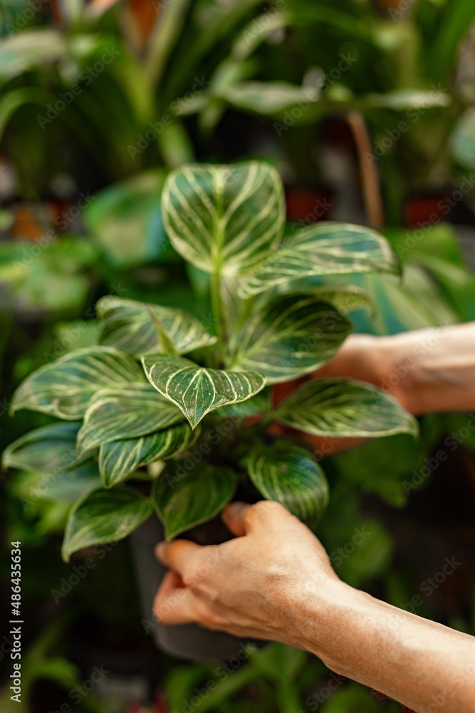 Human hands hold plants in a pot. Finding and buying plants for home gardening. Unrecognizable woman with potted plant. Hobby concept. Vertical shot Human hands hold plants in a pot. Finding and buying plants for home gardening. Unrecognizable woman with potted plant. Hobby concept. Vertical shot