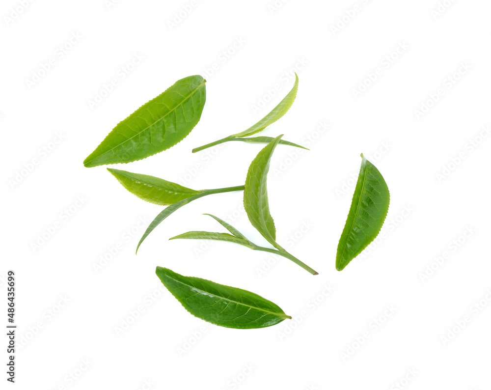 green tea leaf isolated on white background green tea leaf isolated on white background
