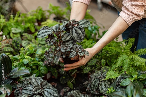 Human hands hold plants in a pot. Finding and buying plants for home gardening. Unrecognizable woman with potted plant. Hobby concept. Soft focus