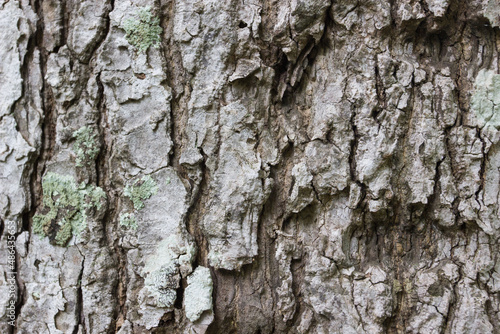 Fototapeta Naklejka Na Ścianę i Meble -  Tree bark texture background