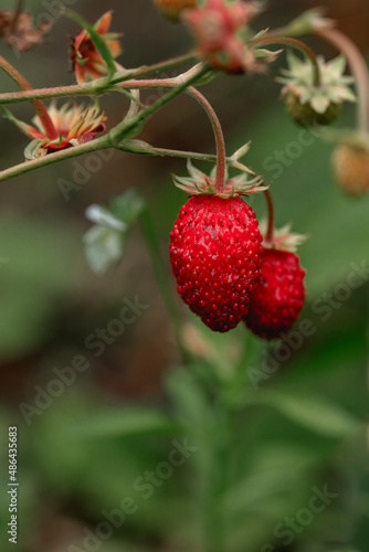 wild strawberry in the garden