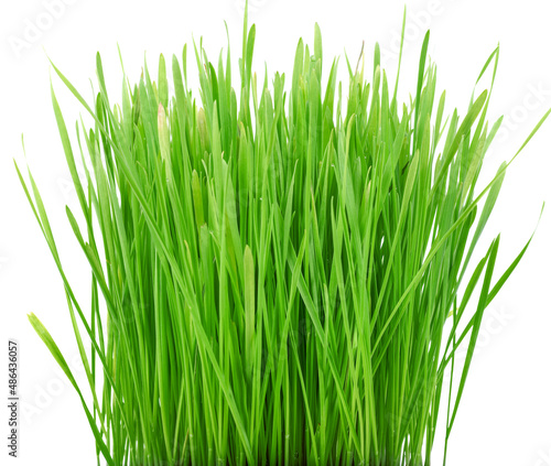 pet grass, cat grass on white background