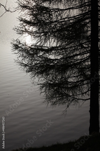 silhouette of a tree