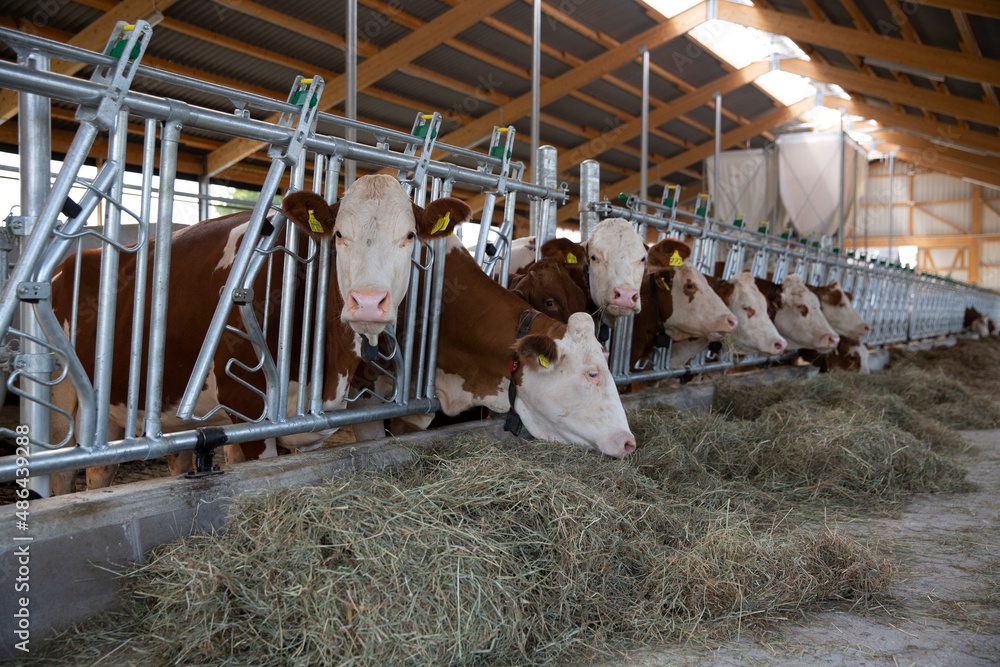 Cows feeding in freestall barn Cows feeding in freestall barn