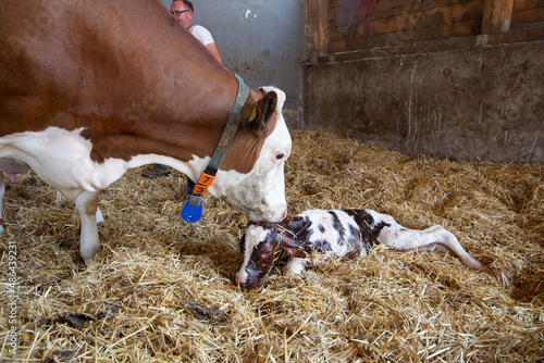 Cow with newborn calf on hay