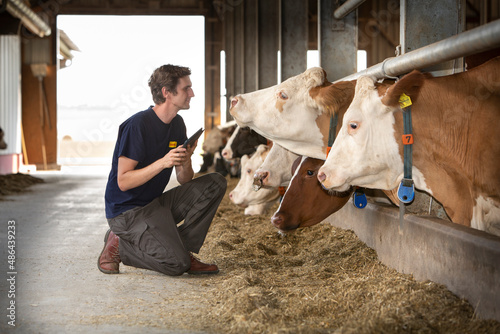Cow looking at farm worker in barn