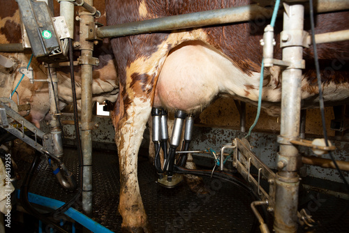 Fototapeta Naklejka Na Ścianę i Meble -  AMS system pumping milk from cow