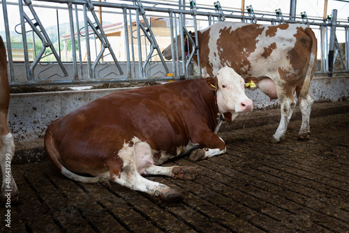 Cow resting on freestall barn floor photo