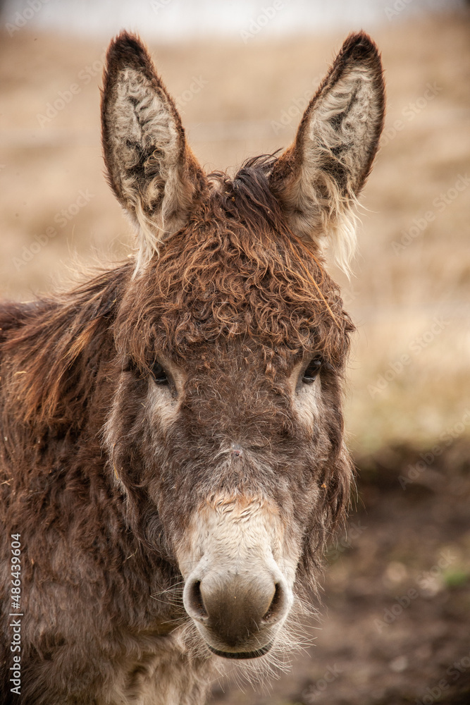 Fototapeta premium Portrait Kopf von einem Esel