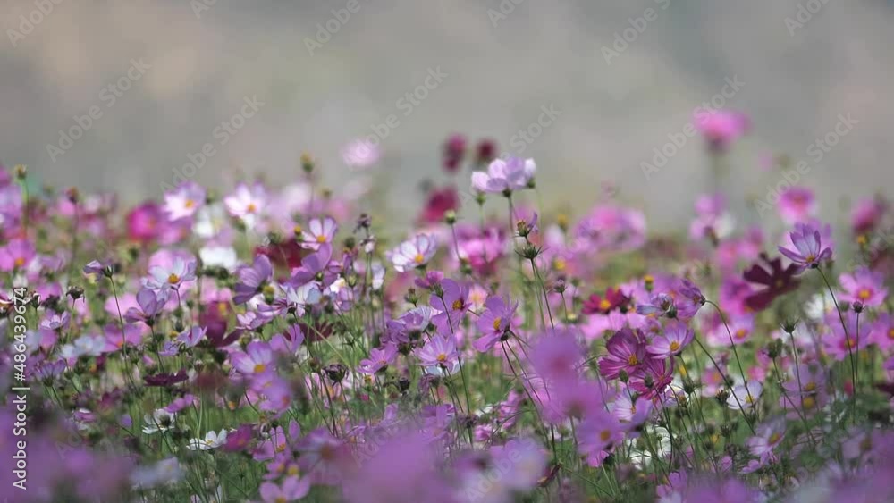 Cosmos flower field beautiful bloom, The wind hit the trees, moving around. Cosmos flower field beautiful bloom, The wind hit the trees, moving around.