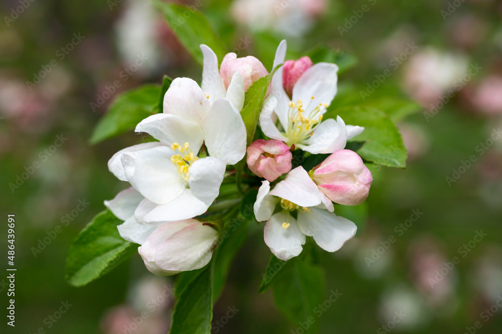 close-up branch of apple tree with pink flowers on a background of flowering trees spring time close-up branch of apple tree with pink flowers on a background of flowering trees spring time