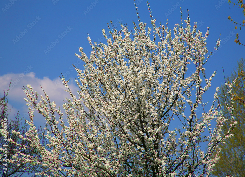 branches against sky