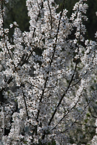 Fototapeta Naklejka Na Ścianę i Meble -  tree in spring