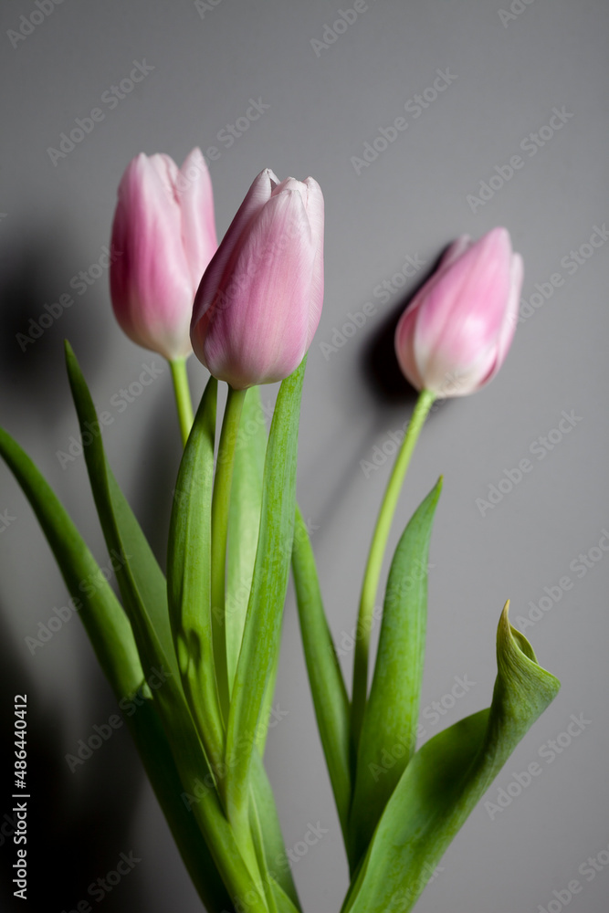 Fototapeta premium pink tulips in a glass vase stand on the table, on a gray background, space for text, free space, floristry, florist, tulip bouquets, bouquet, valentine's day, international women's day, flowers
