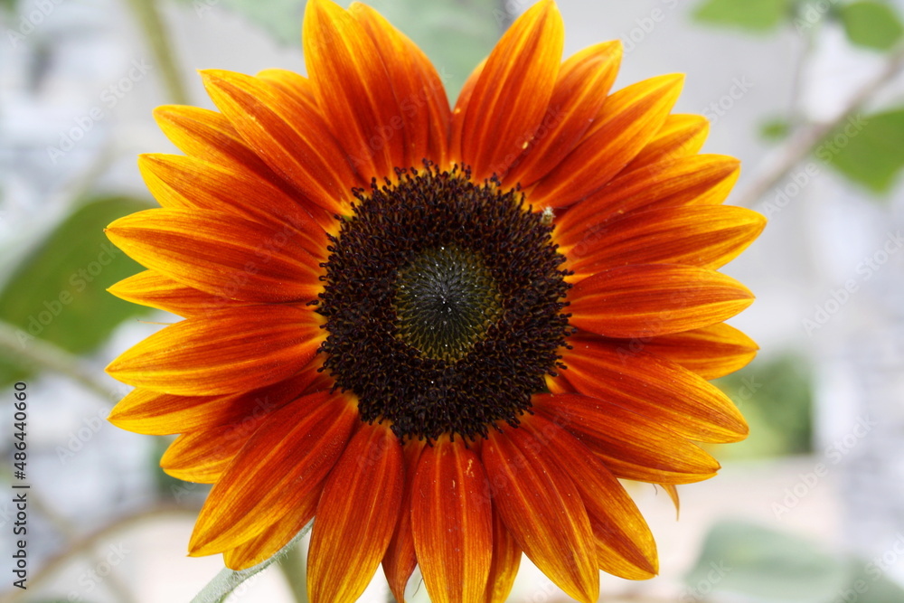 Obraz premium FLOWERS