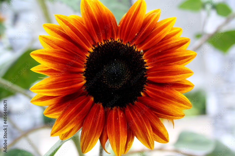 Obraz premium FLOWERS