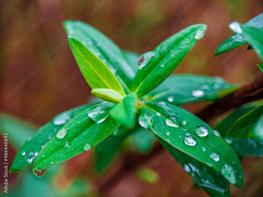 rain drops on a leaf rain drops on a leaf