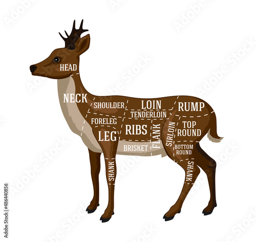 Vector butcher diagram for cutting roe deer