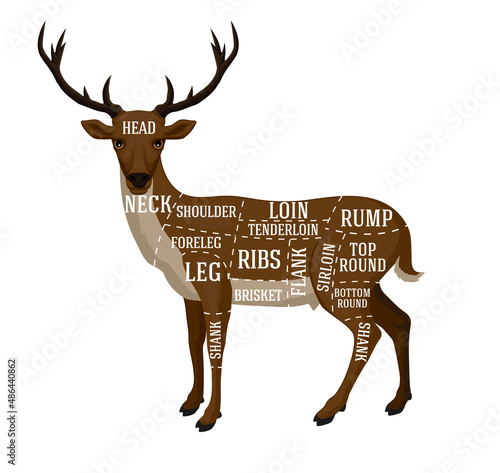 Vector butcher diagram for cutting deer