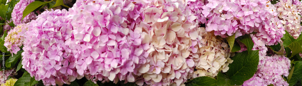 Fullframe panorama of blooming pink hortensia during summertime. Fullframe panorama of blooming pink hortensia during summertime.