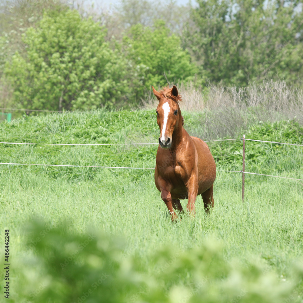 Fototapeta premium Budyonny horse running in spring