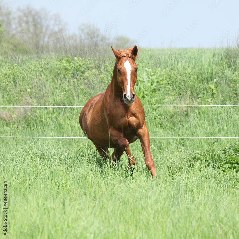 Budyonny horse running in spring Budyonny horse running in spring