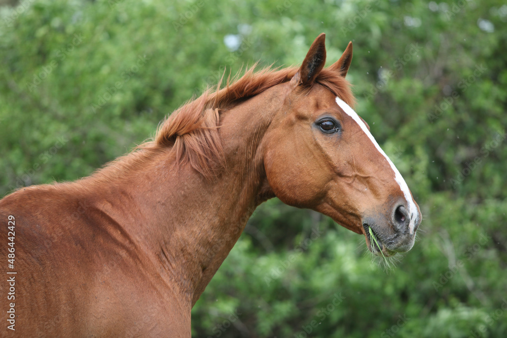 Portrait of Budyonny horse