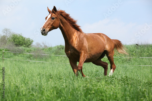 Budyonny horse running in spring