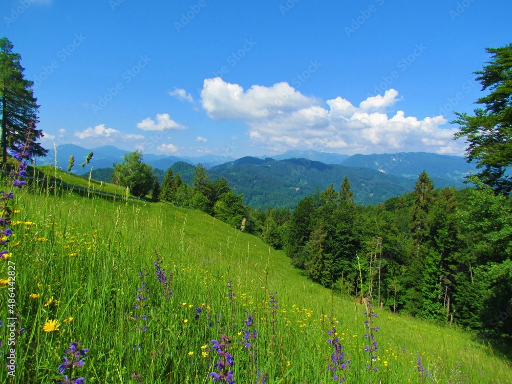 View of a forested hilly landscape of prealpine Slovenia on a sunny day with purple meadow sage flowers (Salvia pratensis) in the front in Gorenjska region of Slovenia