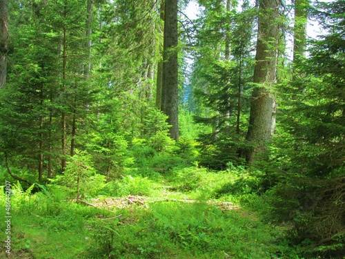 Spruce  Picea abies  forest in Pokljuka Slovenia with sun shining on the forest floor