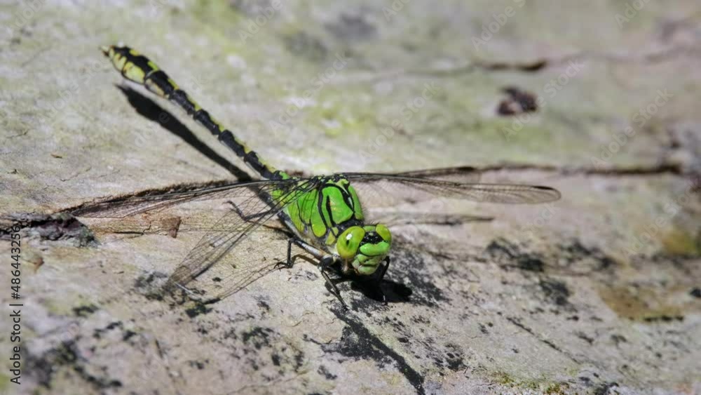 Green snaketail (Ophiogomphus cecilia), dragonfly on wood in river Green snaketail (Ophiogomphus cecilia), dragonfly on wood in river