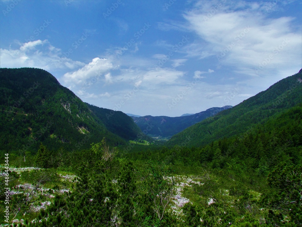 View of a valley above Jezersko (Slovenia) covered with forests and pastures and alpine vegetation with creeping pine (Pinus mugo) in the front in Gorenjska region of Slovenia