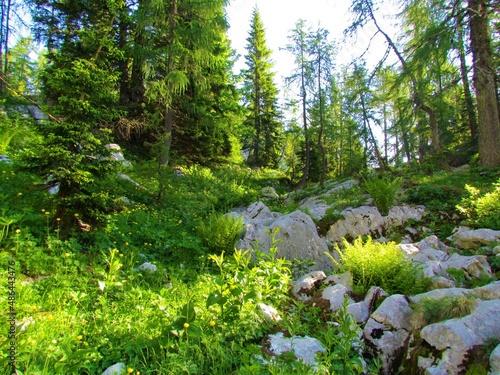 Fototapeta Naklejka Na Ścianę i Meble -  Mountain spruce and larch forest with lush sun lit vegetation in the undergrowth and large rocks covering the ground in Julian alps and Triglav national park in Slovenia