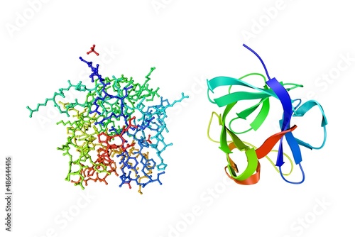 Crystal structure and molecular model of fibroblast growth factor 4 isolated on white background. Rendering based on protein data bank entry 1ijt. Rainbow coloring from N to C. 3d illustration
