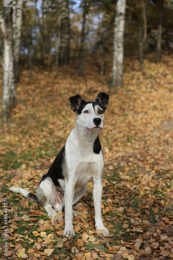 a black and white dog in nature in autumn shows his tongue