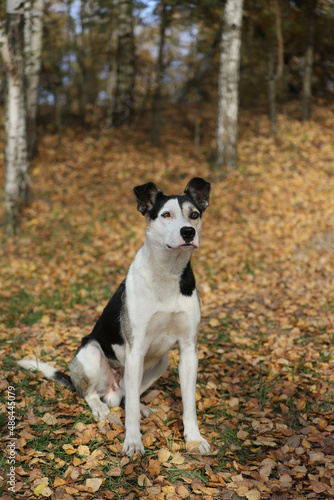 a black and white dog in nature in autumn shows his tongue