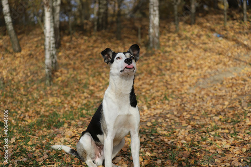a black and white dog in nature in autumn shows his tongue