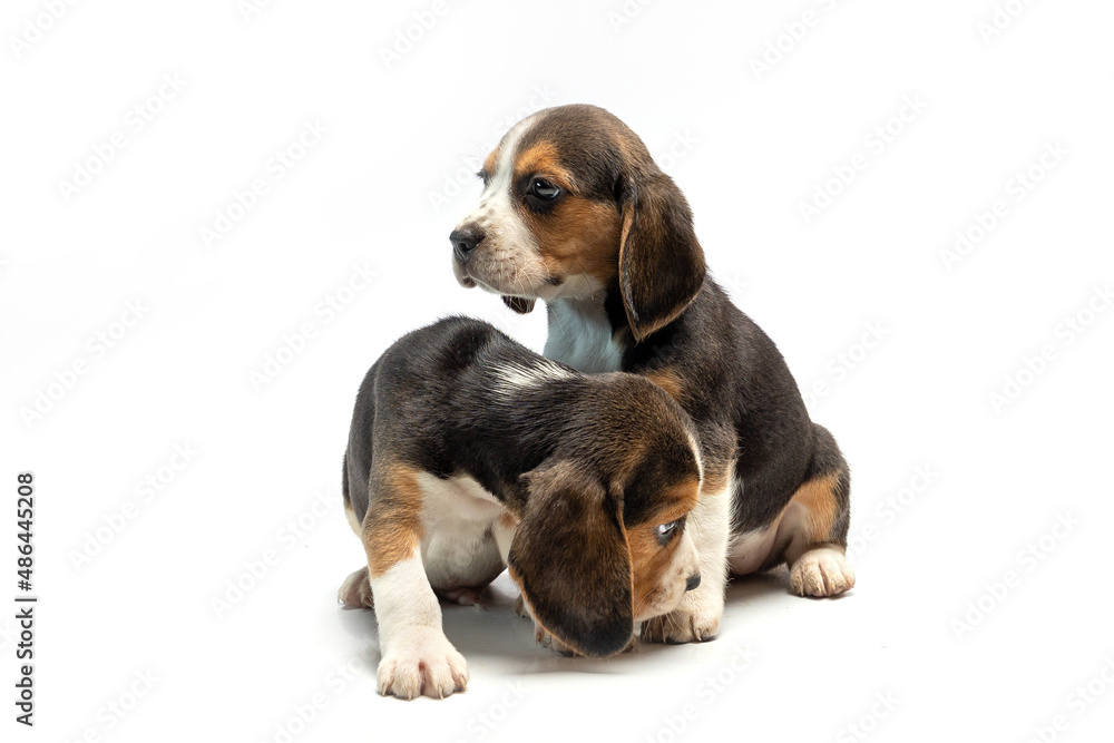 Puppies on a white background, gorgeous pets, Bigley breed, three puppies, two puppies, cute fluffies