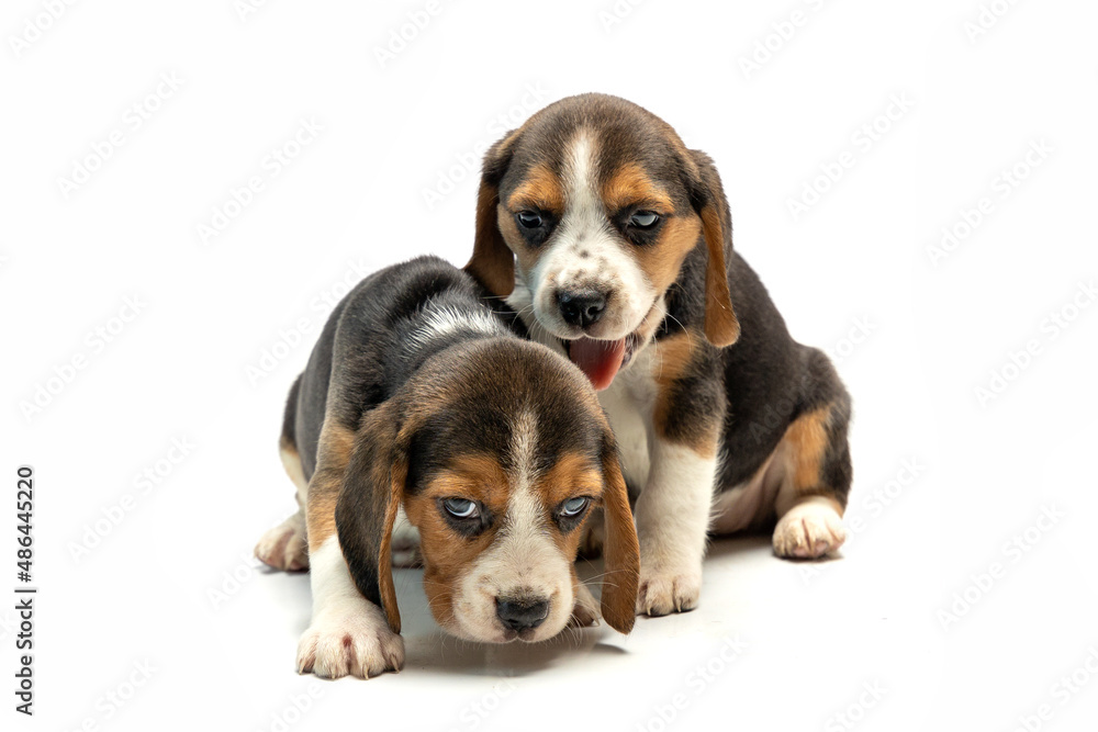 Puppies on a white background, gorgeous pets, Bigley breed,  two puppies