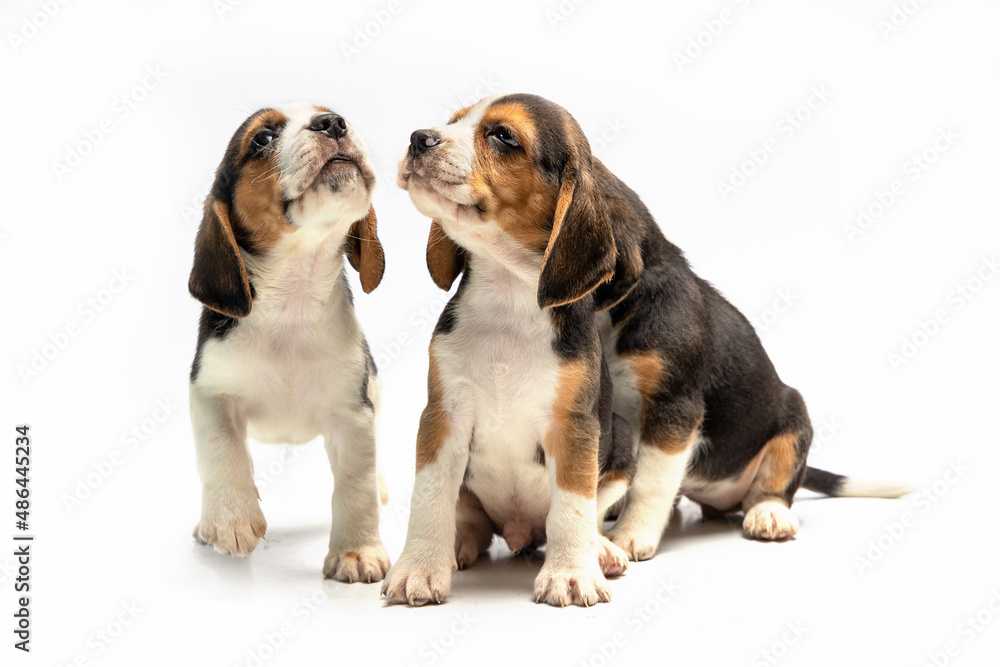 Puppies on a white background, magnificent pets, Bigley breed,