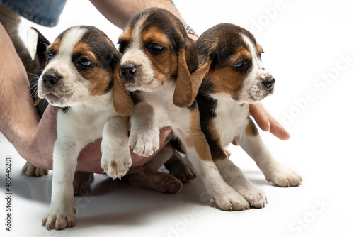 Puppies on a white background, gorgeous pets, Bigley breed, three puppies, two puppies, cute fluffies © Galina