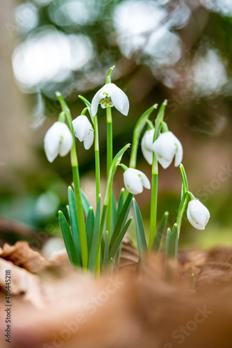 Cuadro en lienzo Snowdrops in a forest in spring