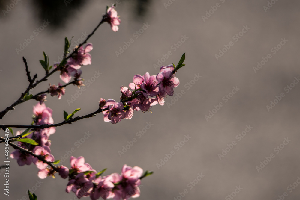 peach blossoms 2
