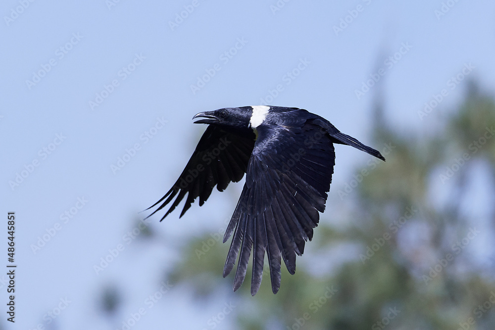 Pied crow (Corvus albus) - obrazy, fototapety, plakaty 