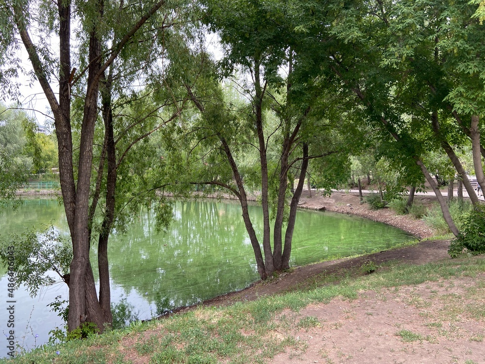 Fototapeta premium city lake with green water